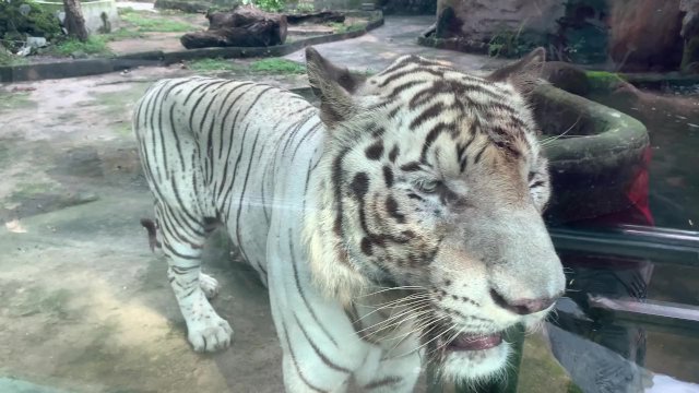 The Tigers of Saigon